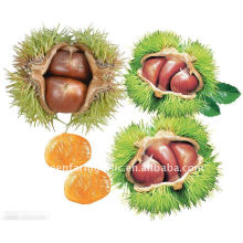 Chinese Chestnuts